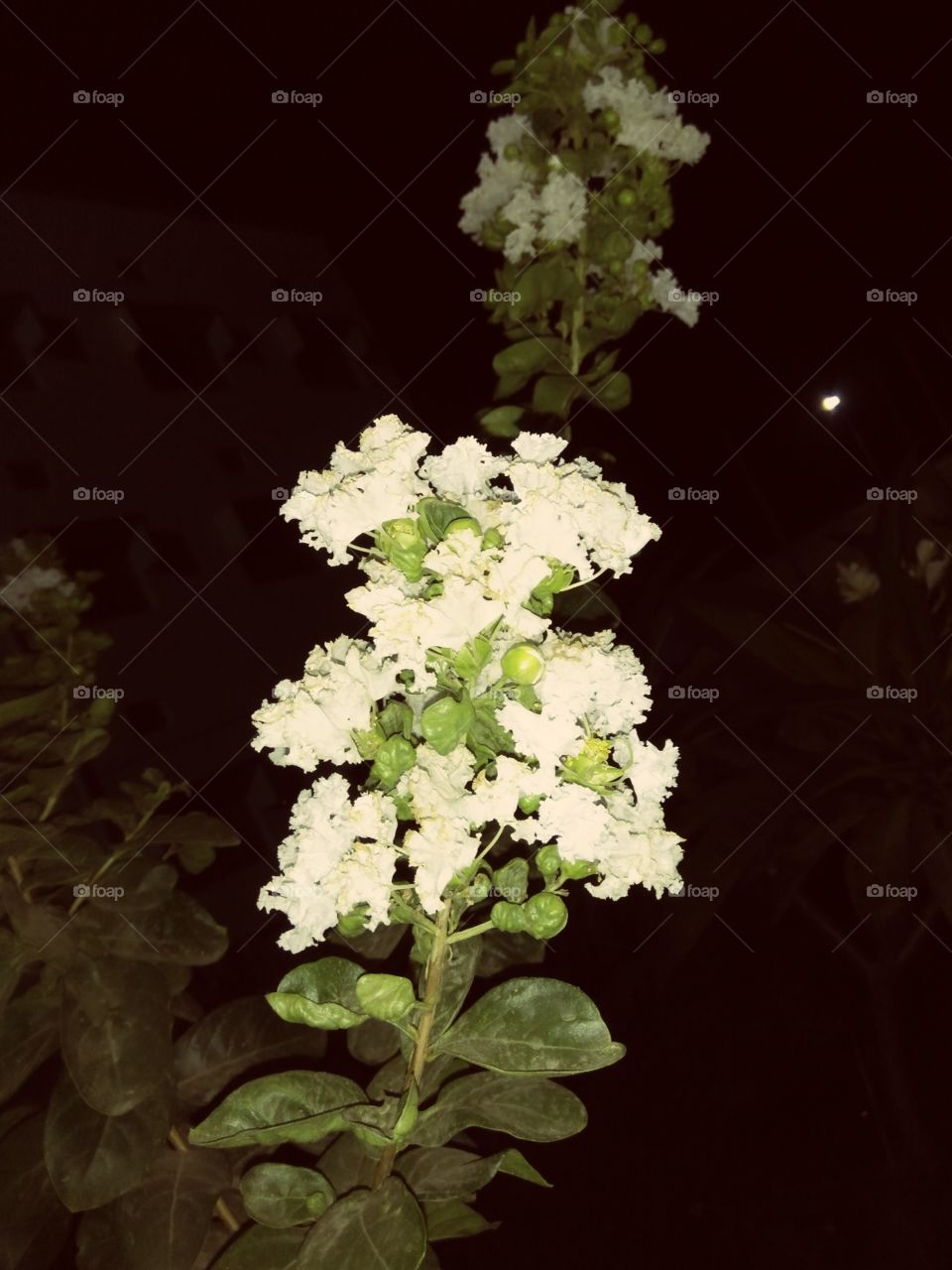 True purity.  White flowers looking very nice...