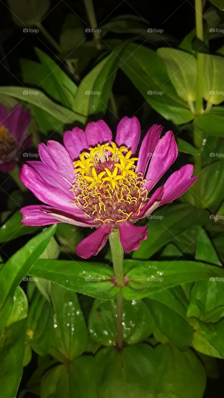 chiken or chiken flower