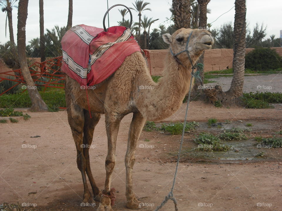 camel