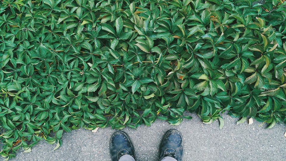 leaves of wild grapes and legs of a man in old shoes