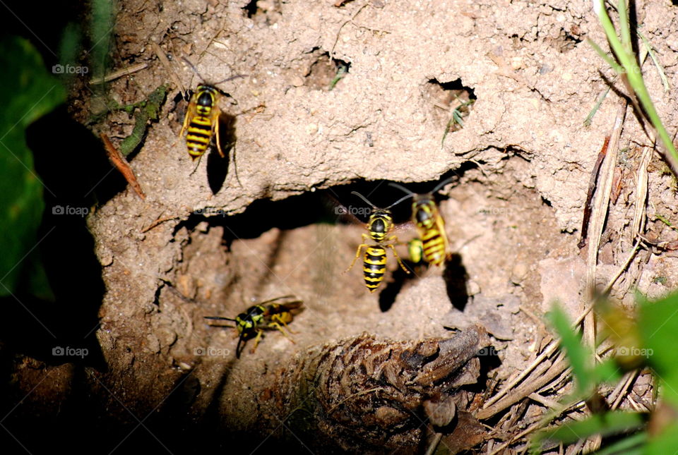 Wasps collecting mud