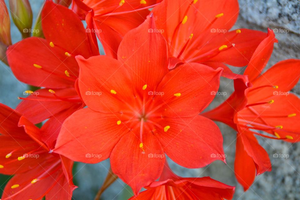 Floral background in red color