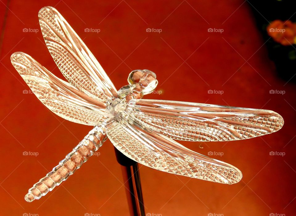 cristal dragonfly