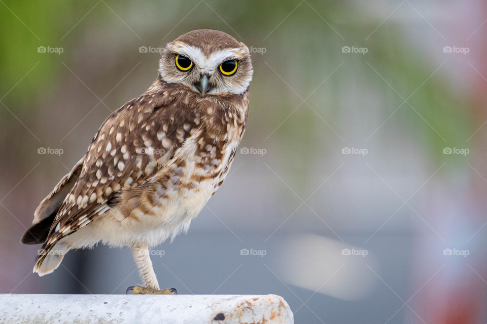 Lonely owl on a soccer goal with piercing gaze
