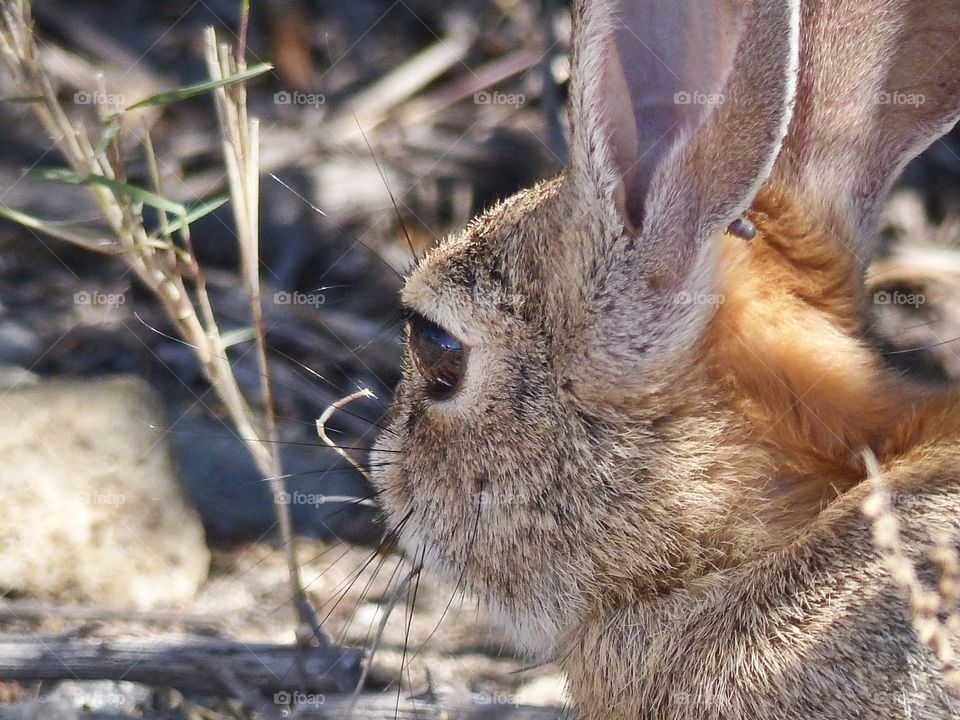 Wild rabbit overhead view 