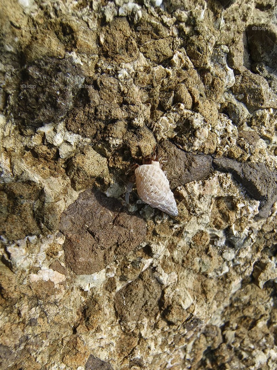 Hermit crab on a rock in the sea, closeup of photo