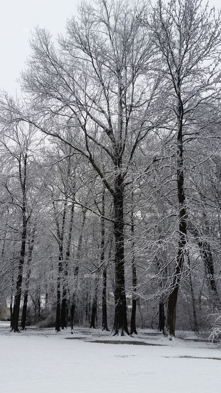 winter trees in snow