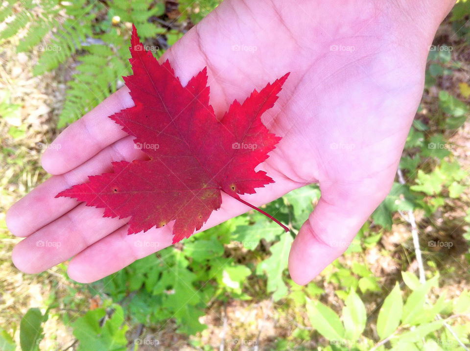 close red leaf autumn by serenitykennedy