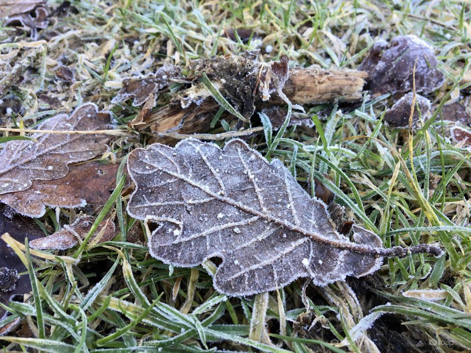 Frosty leaf 