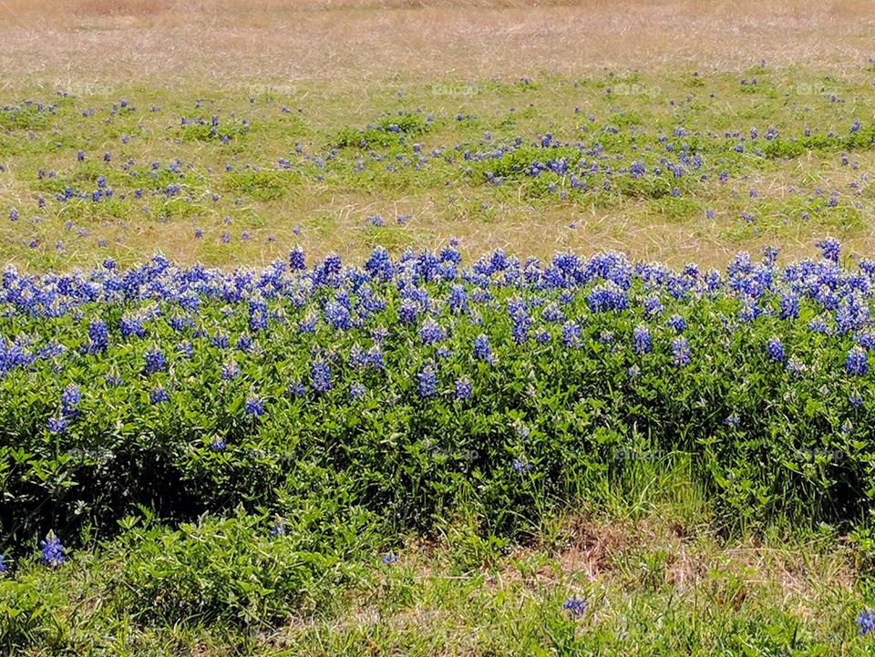 Springtime in Texas