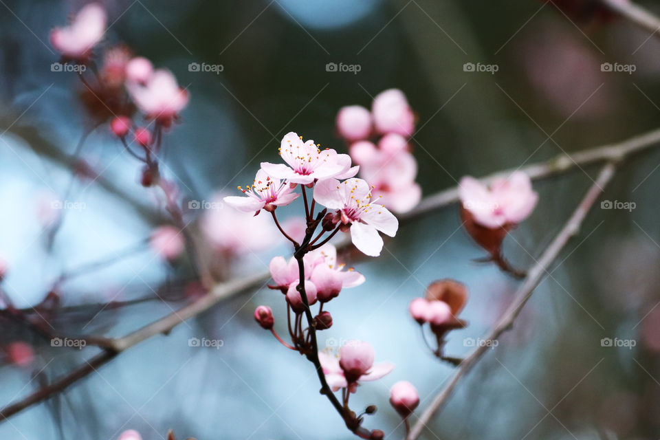pink blooming flowers on a branch in spring