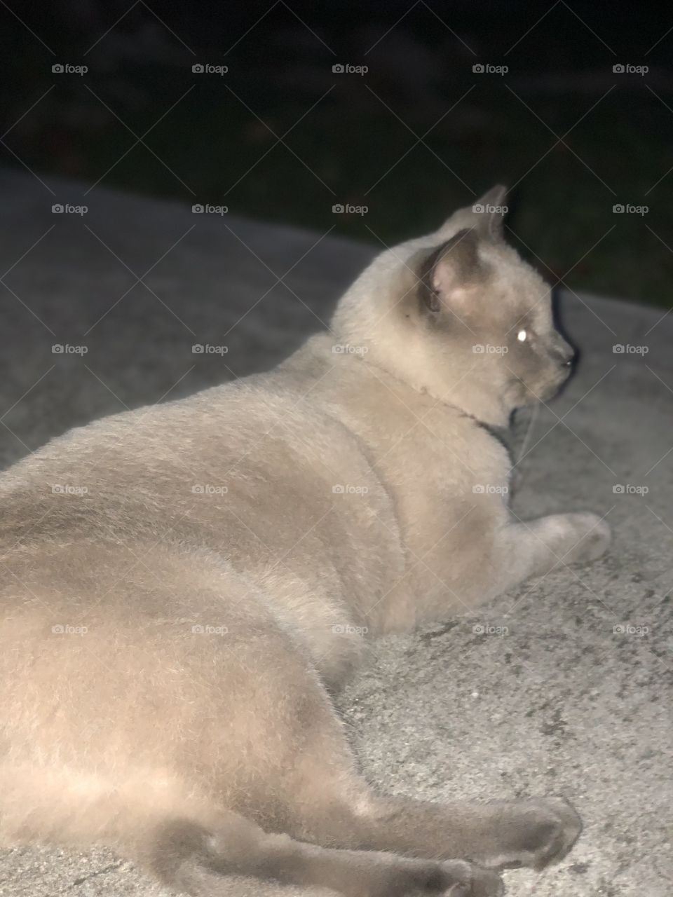 Fat cat looking over