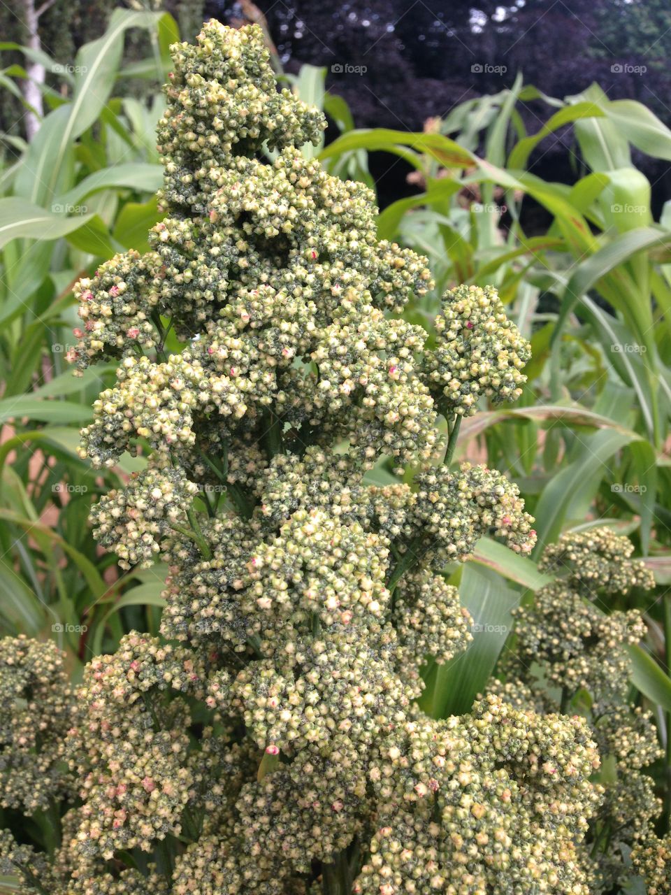 Quinoa plant cereal plant growing field