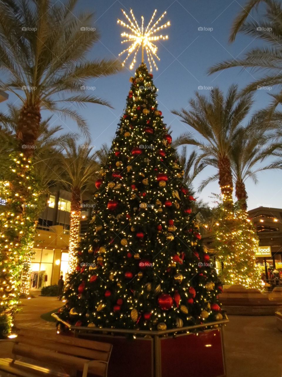 Beautiful Christmas lights and tree.