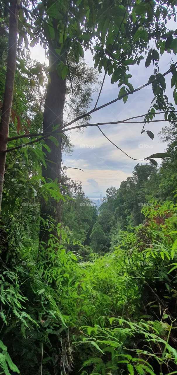 Jungle