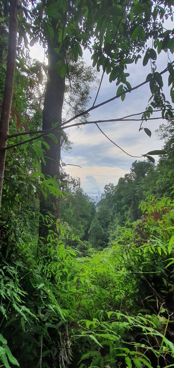 Jungle