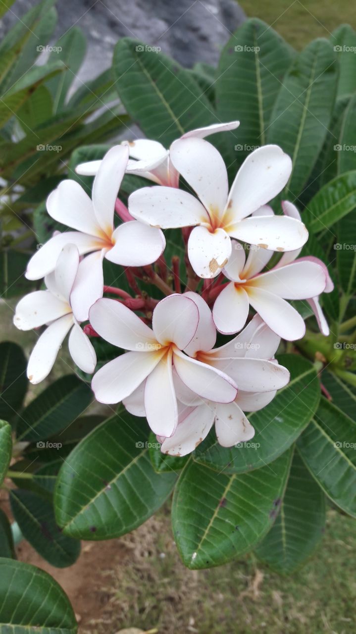 Beautiful flowers