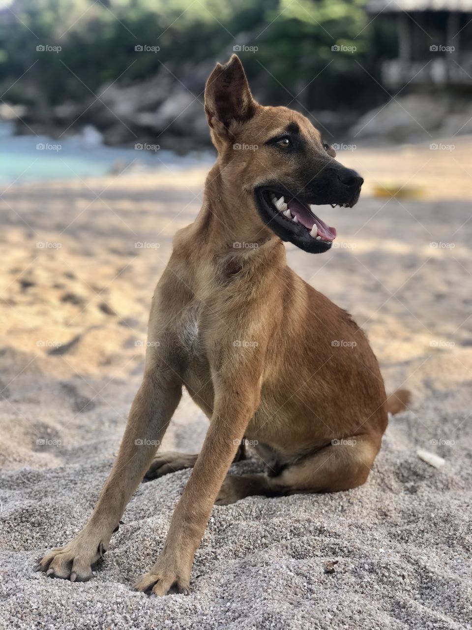 My dog os my best friend 