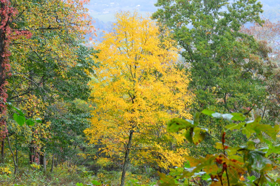 Fall colors in the mountians , yellow tree