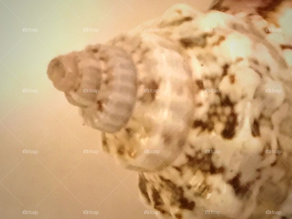 Close-up conch shell 