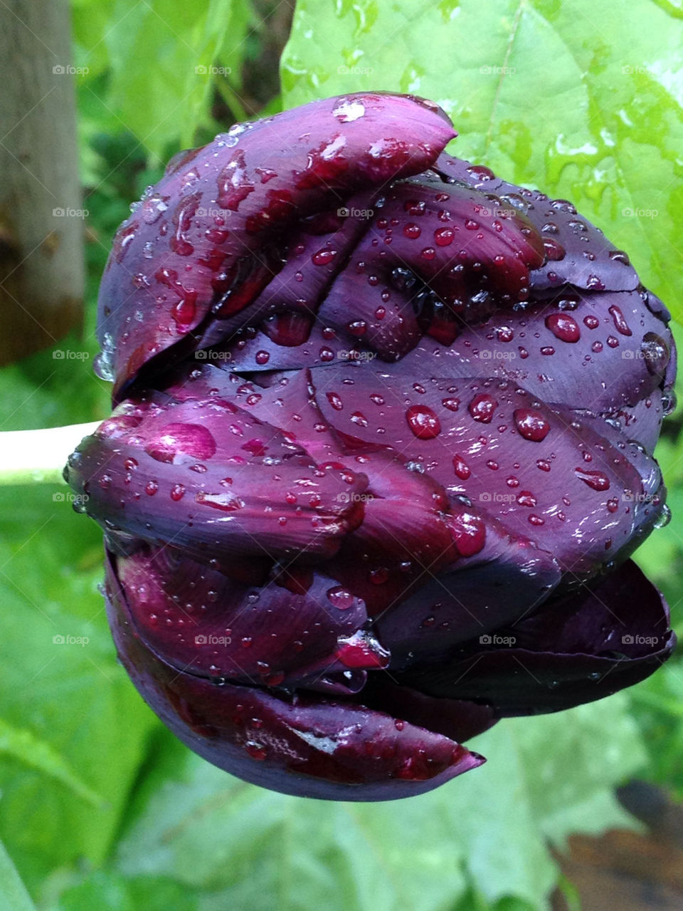 vaxön by annestenbeck