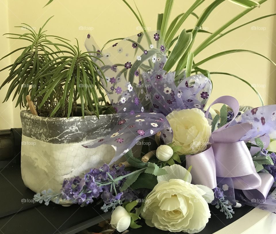 Plants in my mother’s house