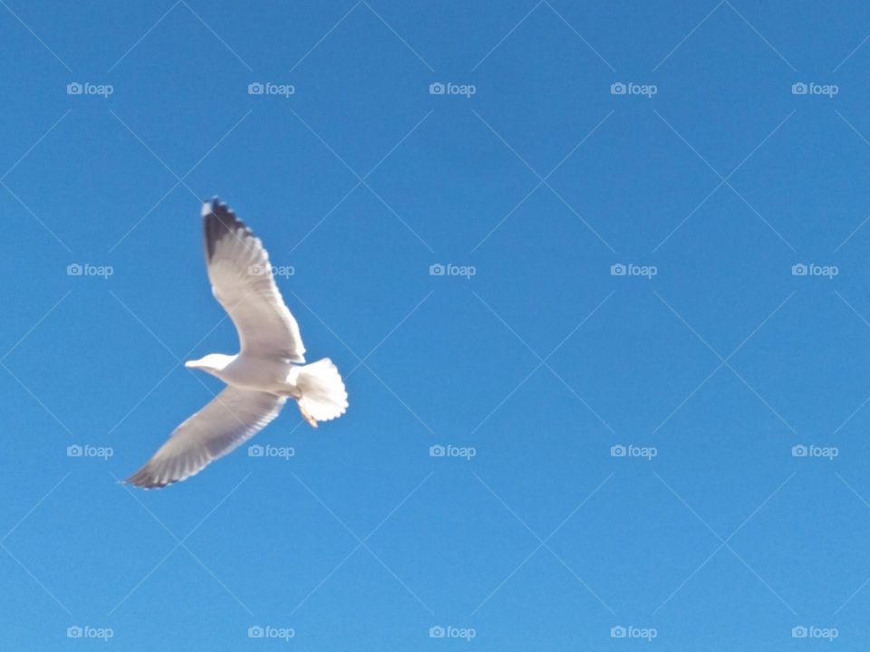 Beautiful seagull flying cross the sky at essaouira city in Morocco.