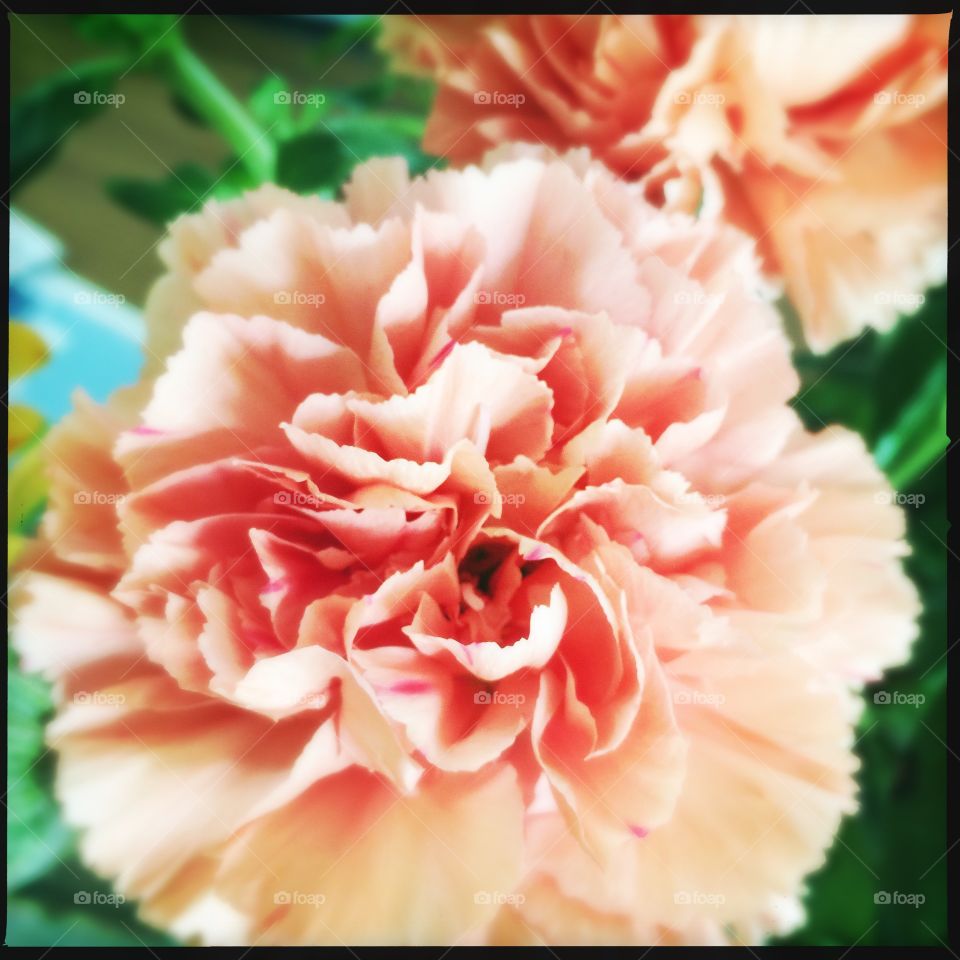 Spring carnation