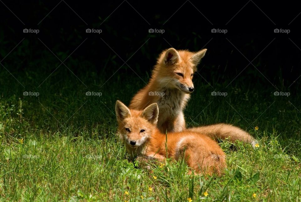 Foxes sunning themselves