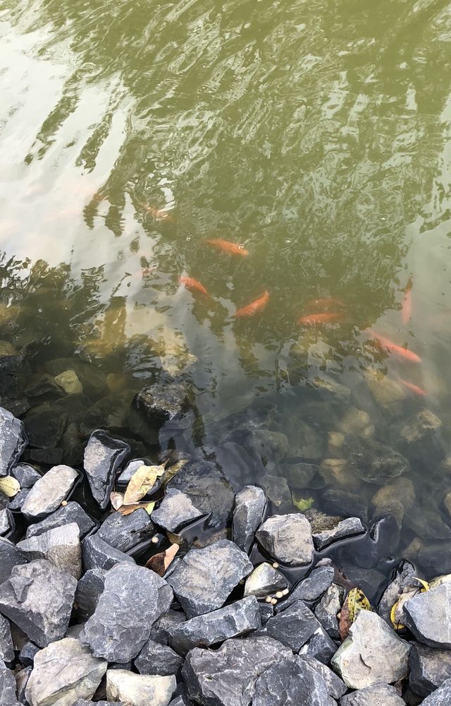 Goldfish