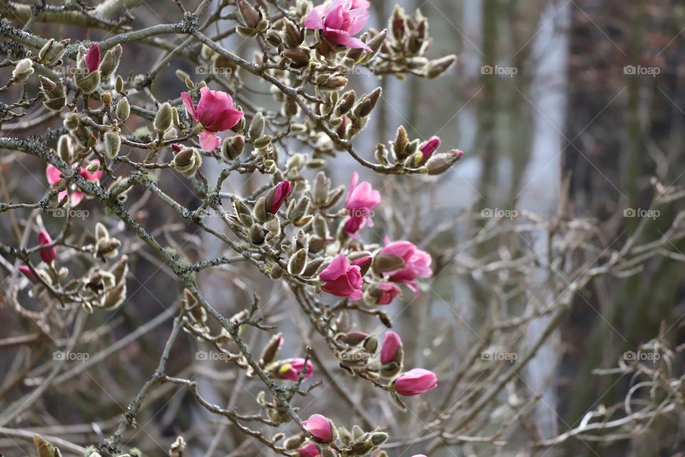 Magnolia blooming in springtime 