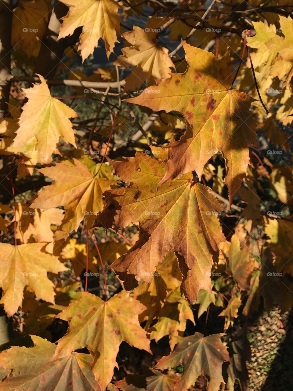 Leaf, Fall, No Person, Maple, Modify