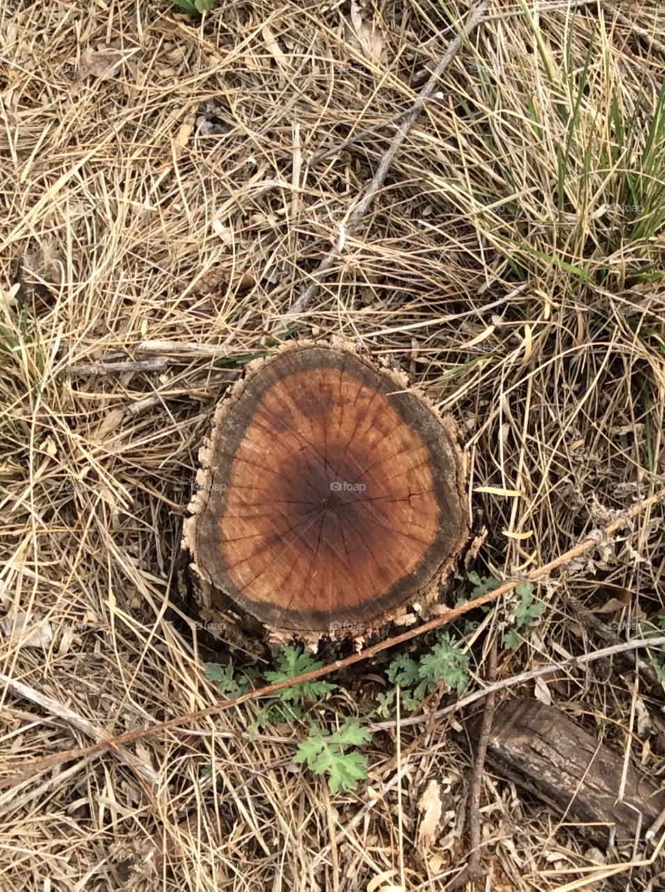 Tree stump pattern