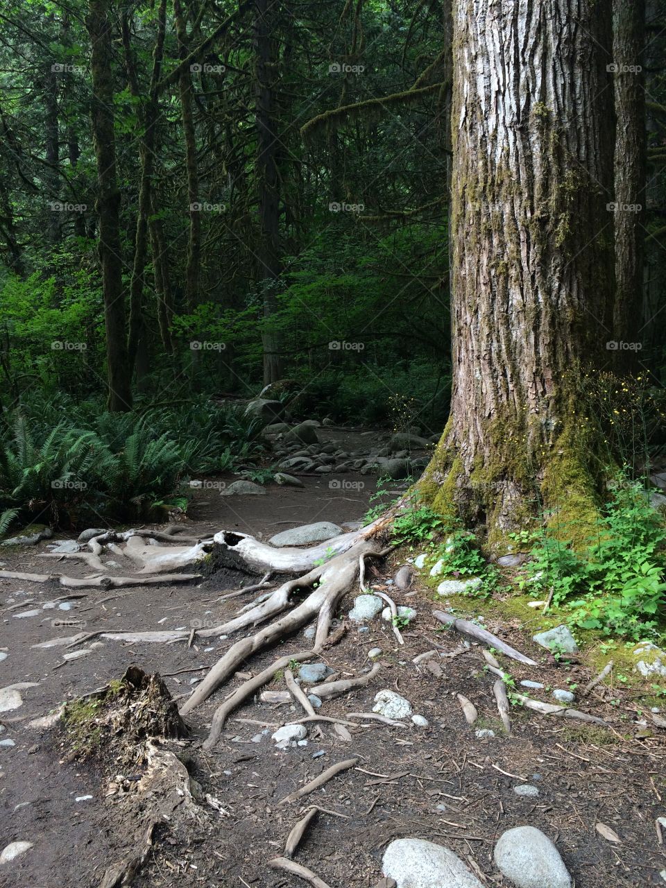 Old roots, strong bark. 