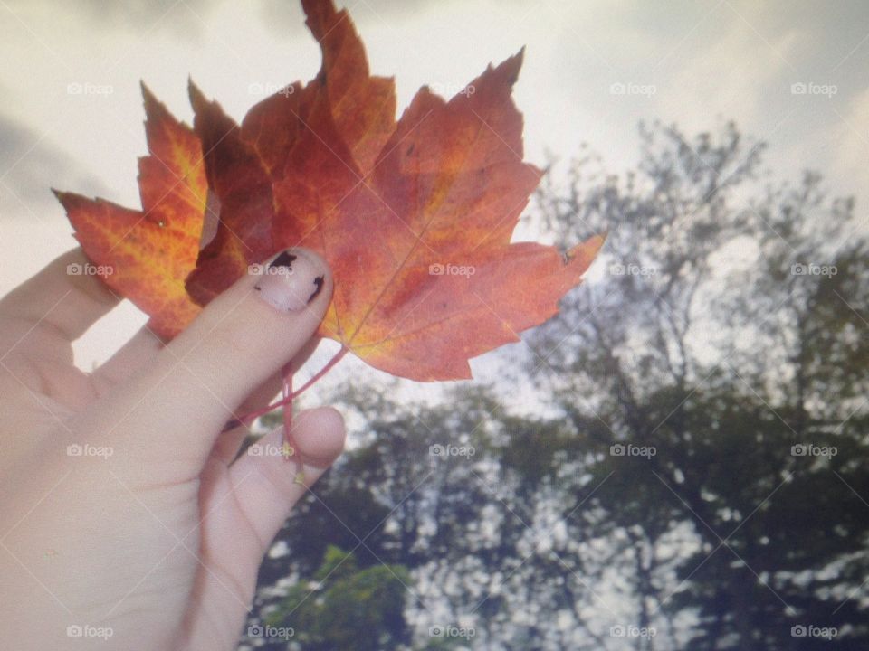 Fall leaves. Fall photo