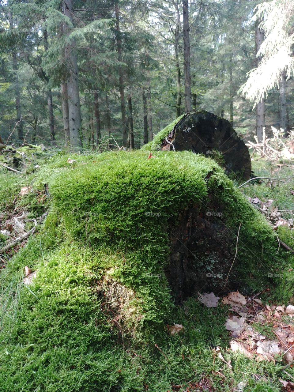 Moos Gras grün green boden wald Forest