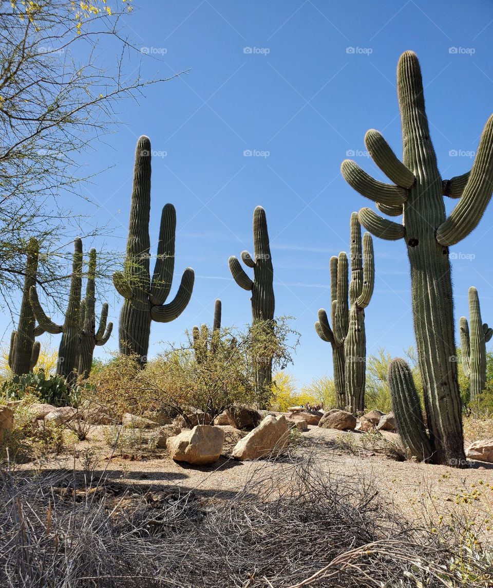 Saguaro Cactus in the Sonoran Desert