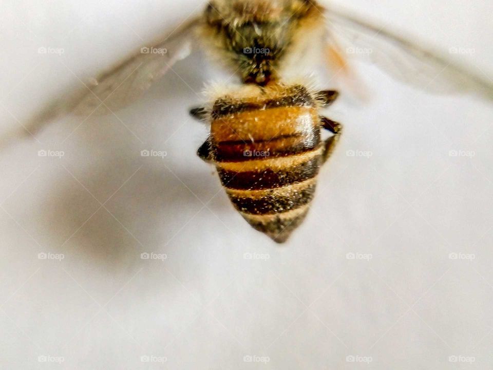 Abdomen of honey bee