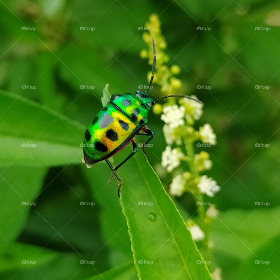 the insect on leaf is gorgeous 😍💕