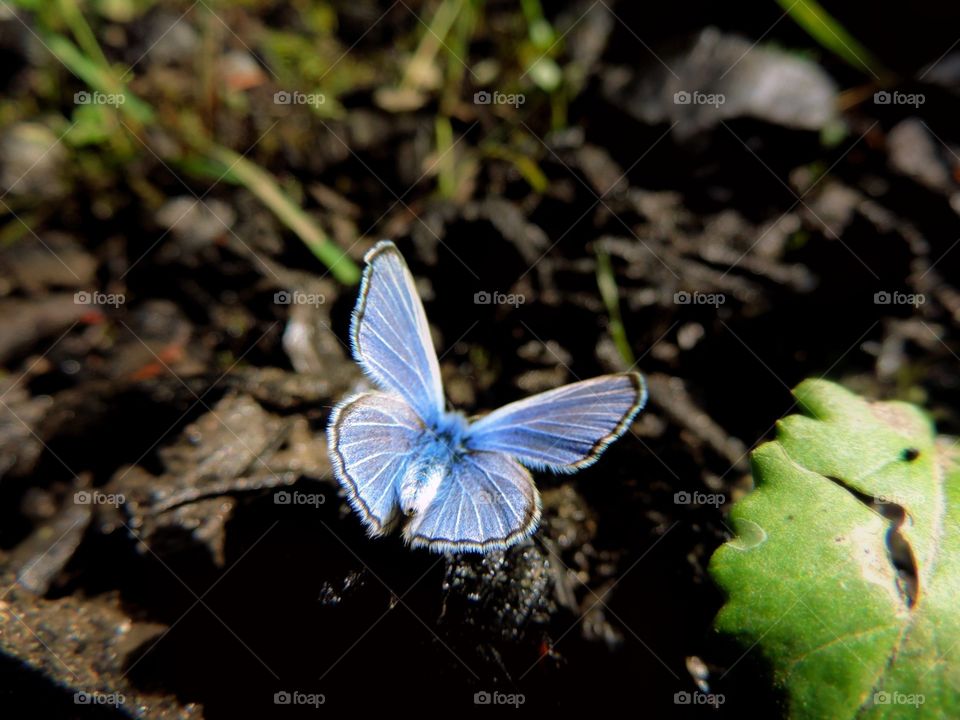 Flutter. A blue visitor on a cold camp fire