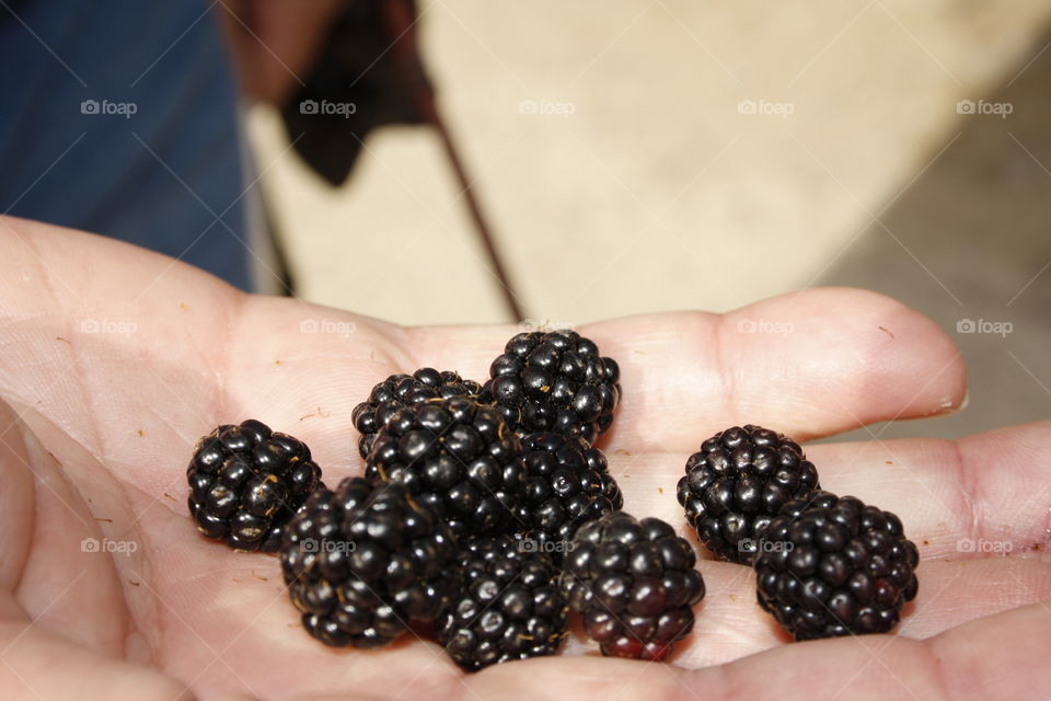 Walking through the forest I have come across these magnificent fruits. I have decided to take a few.