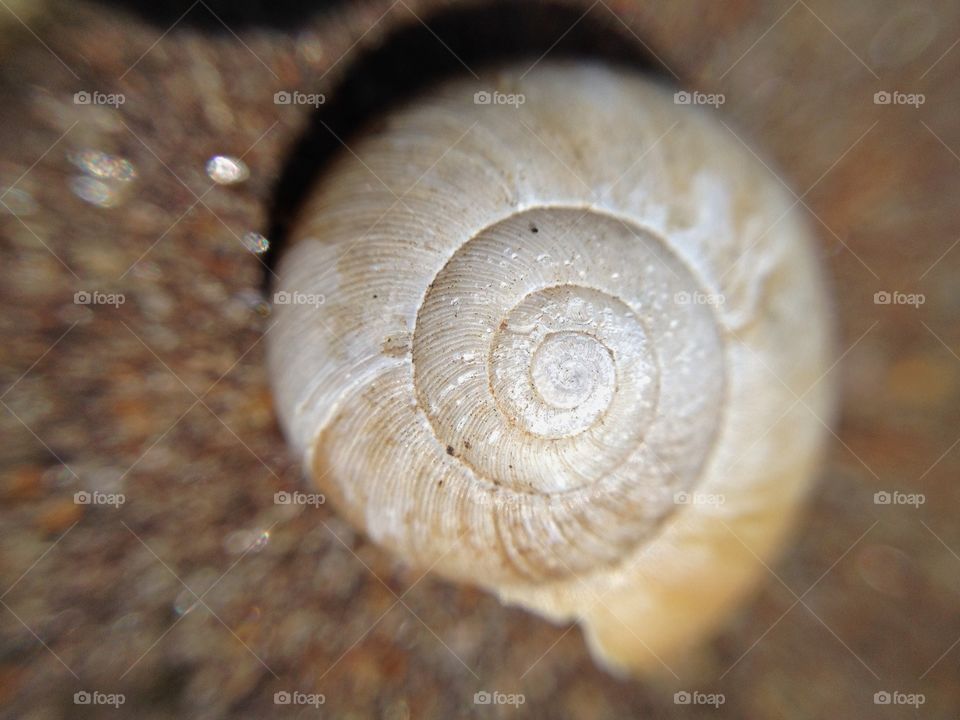White Snail Shell Macro Fibonacci 