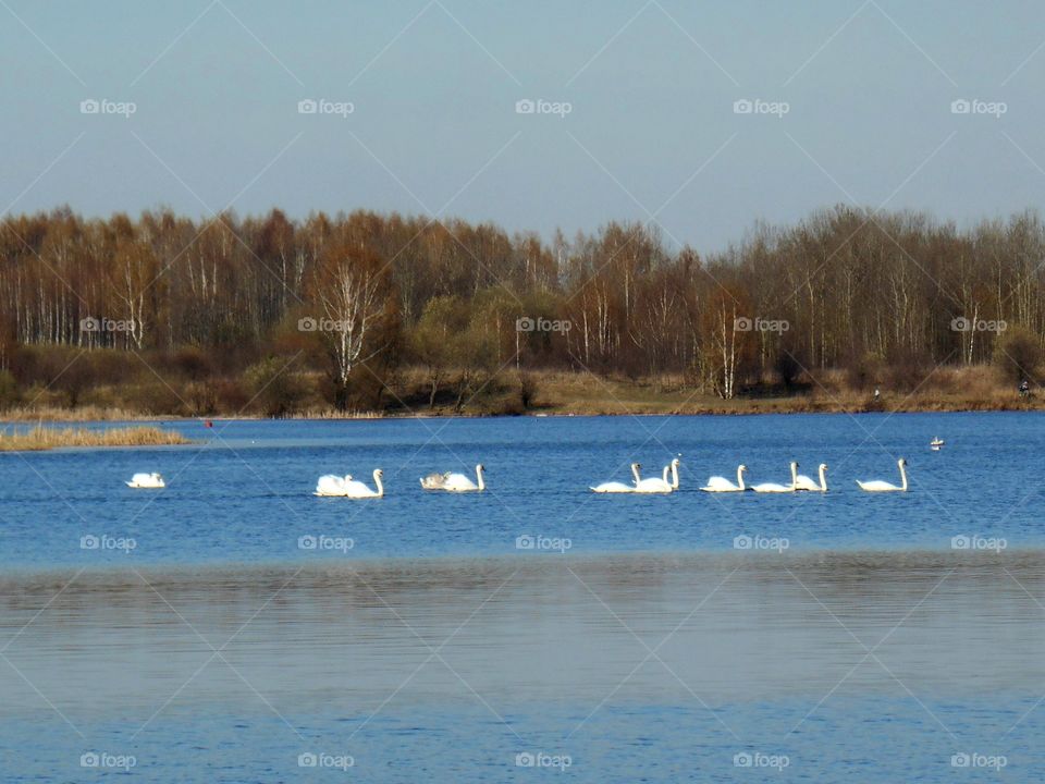 spring lake and swans landscape