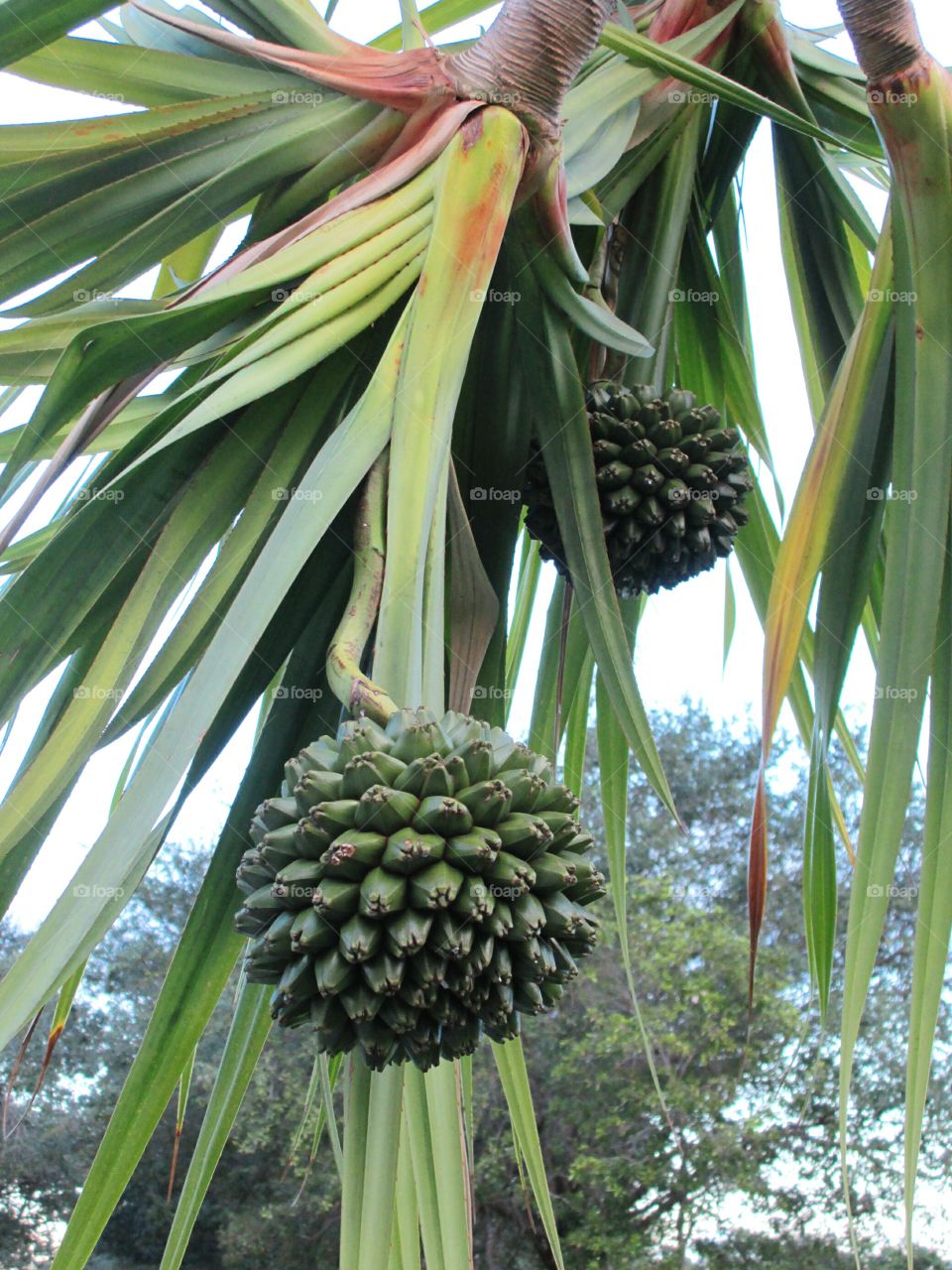 Pandanus fruit. Pandanus or Screw Pine with fruit