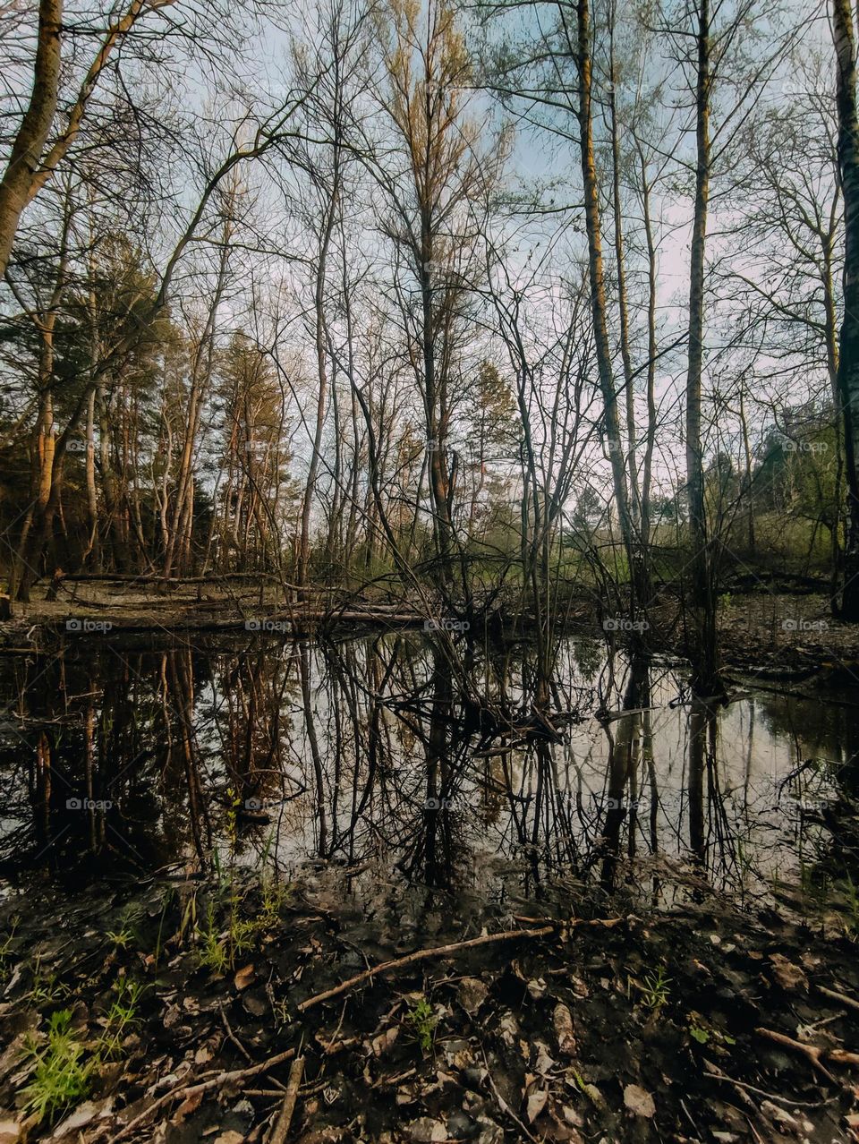 Forest landscape with trees reflection in the water. Dark sunset. Spring evening