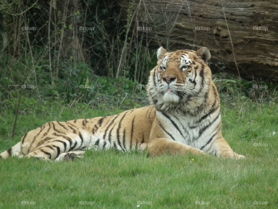 A beautiful tiger