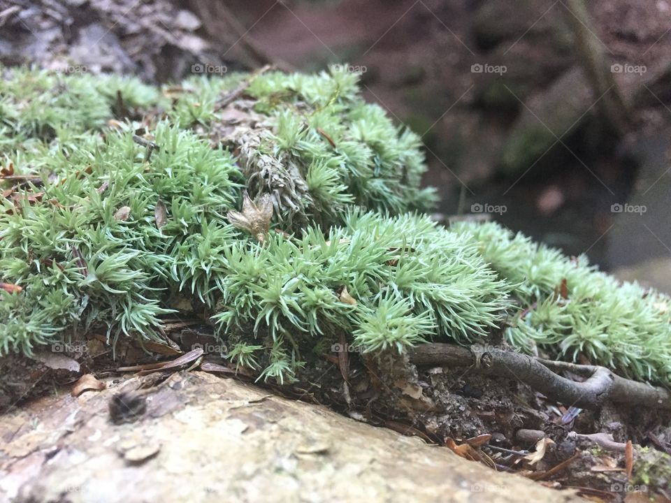 A close up of an impeccably detailed clump of moss growing on the forest floor