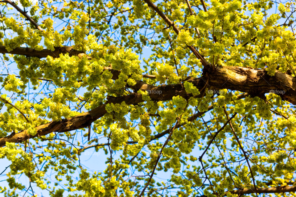 boston yellow flower outdoors by jmsilva59