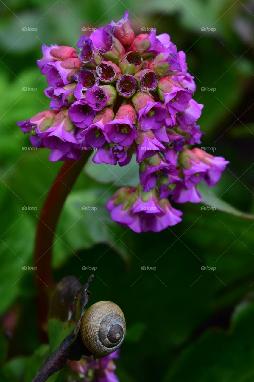 Flowering in spring Bergenia and a snail on a leaf