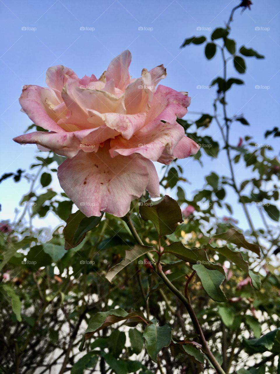  🇺🇸 Very beautiful flowers to brighten our day.  Live nature and its beauty. Did you like the delicate petals? / 🇧🇷 Flores muito bonitas para alegrar nosso dia. Viva a natureza e sua beleza. Gostaram das pétalas delicadas? 